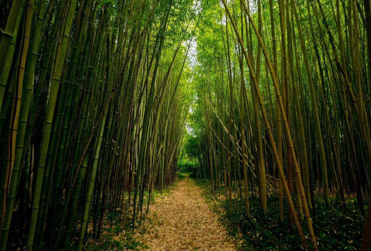 Versatility of bamboo