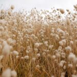 What-Is-Cotton-Used-For_featured