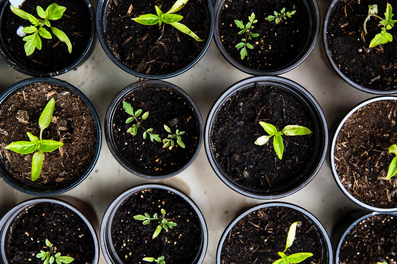 What are 3 benefits of compost 