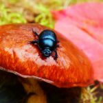 What-are-cockroaches-afraid-of-_featured