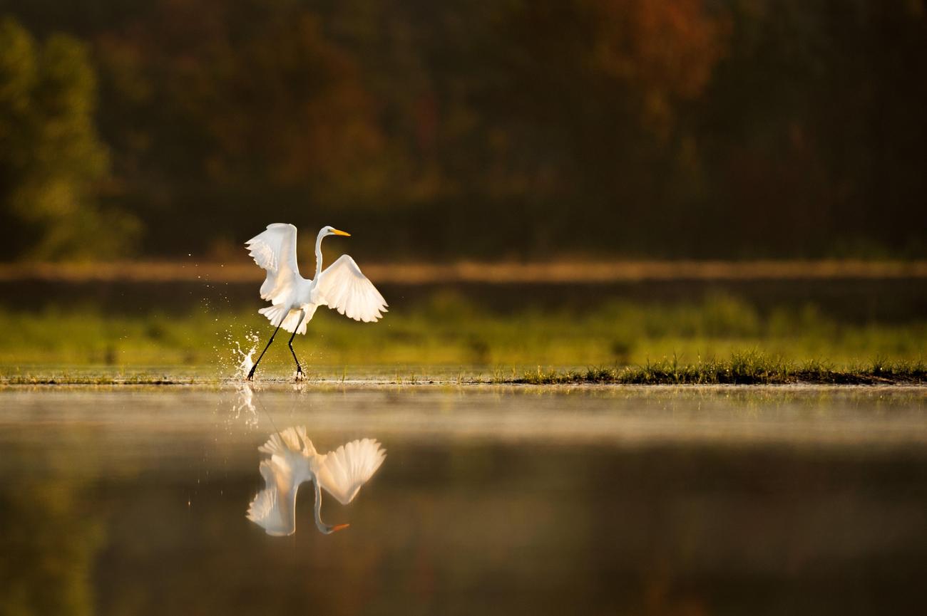 What are cranes known for