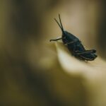What-are-some-weird-facts-about-cockroaches-_featured