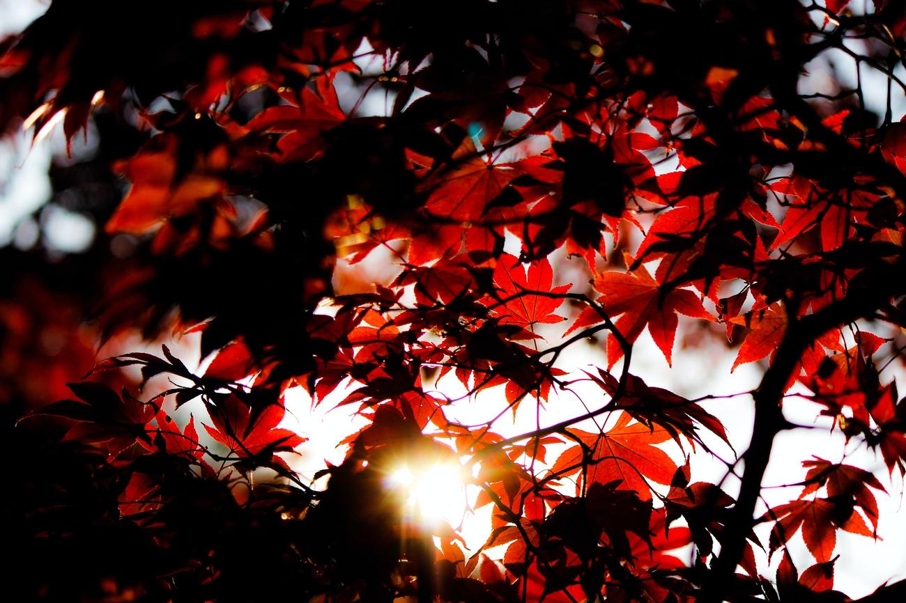 What are the benefits of a maple tree