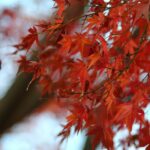 What-are-the-benefits-of-a-maple-tree-_featured