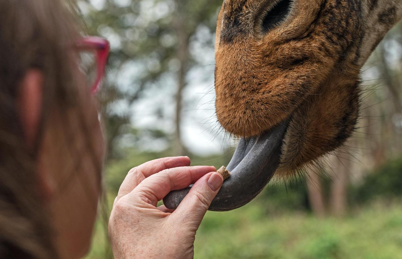 What are the five uses of mouth