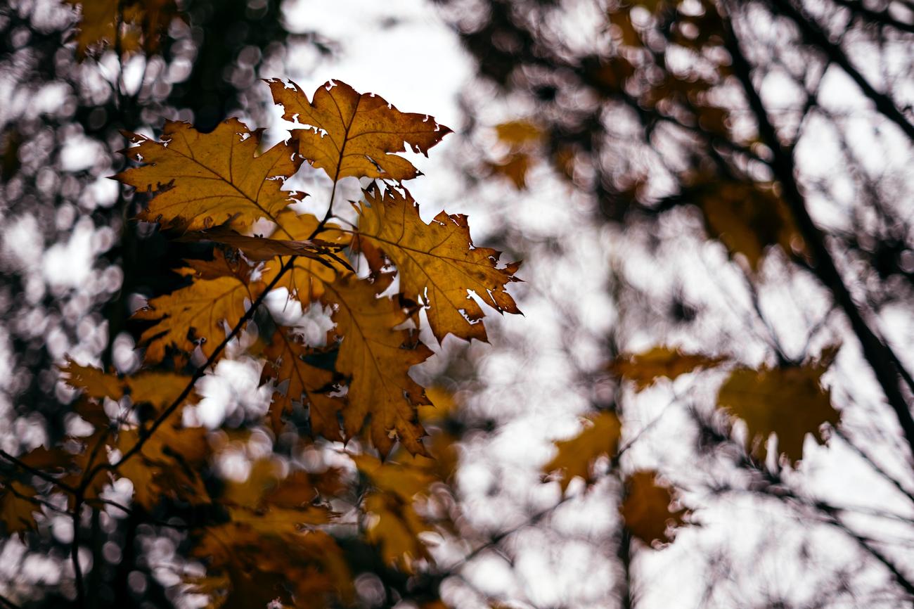 What does a maple tree symbolize 