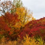 What-does-a-maple-tree-symbolize-_featured
