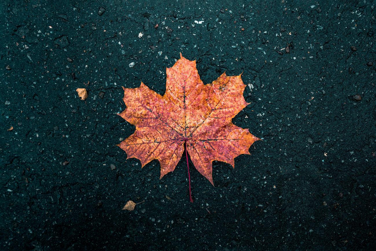 What does the maple mean in love 