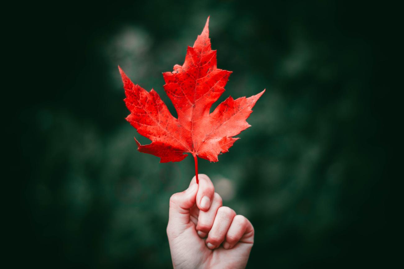 What does the maple mean in love