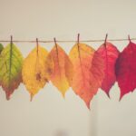 What-does-the-maple-mean-in-love-_featured