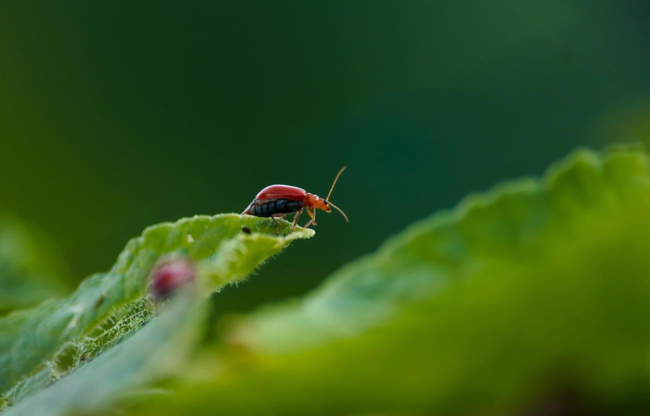 What is a creepy fact about cockroaches 