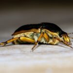 What-is-a-creepy-fact-about-cockroaches-_featured