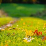What-is-an-interesting-fact-about-maples-_featured