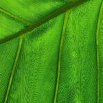 What-is-green-bubble-wrap-_featured