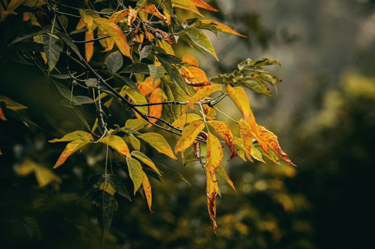 What is maple good for 