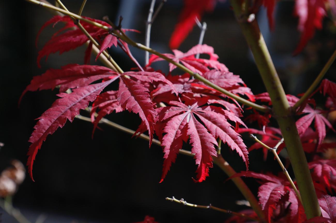 What is maple good for 