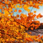 What-is-maple-good-for-_featured