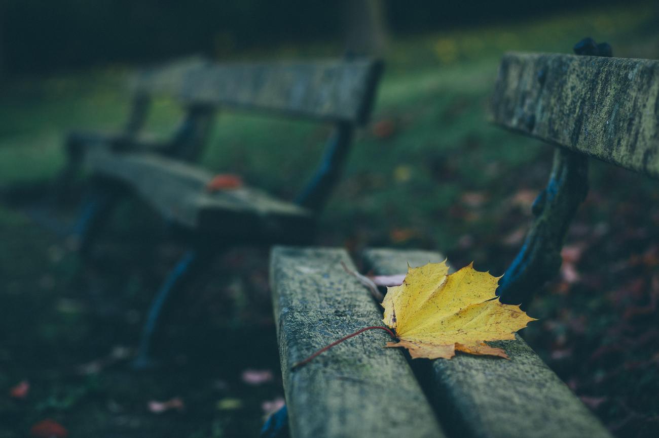 What is special about maple leaves