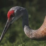 What-is-the-rarest-crane-in-the-world_featured