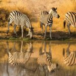 What-makes-Botswana-famous-_featured