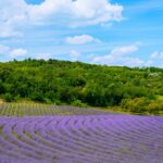 What-makes-a-perfume-luxury-_featured