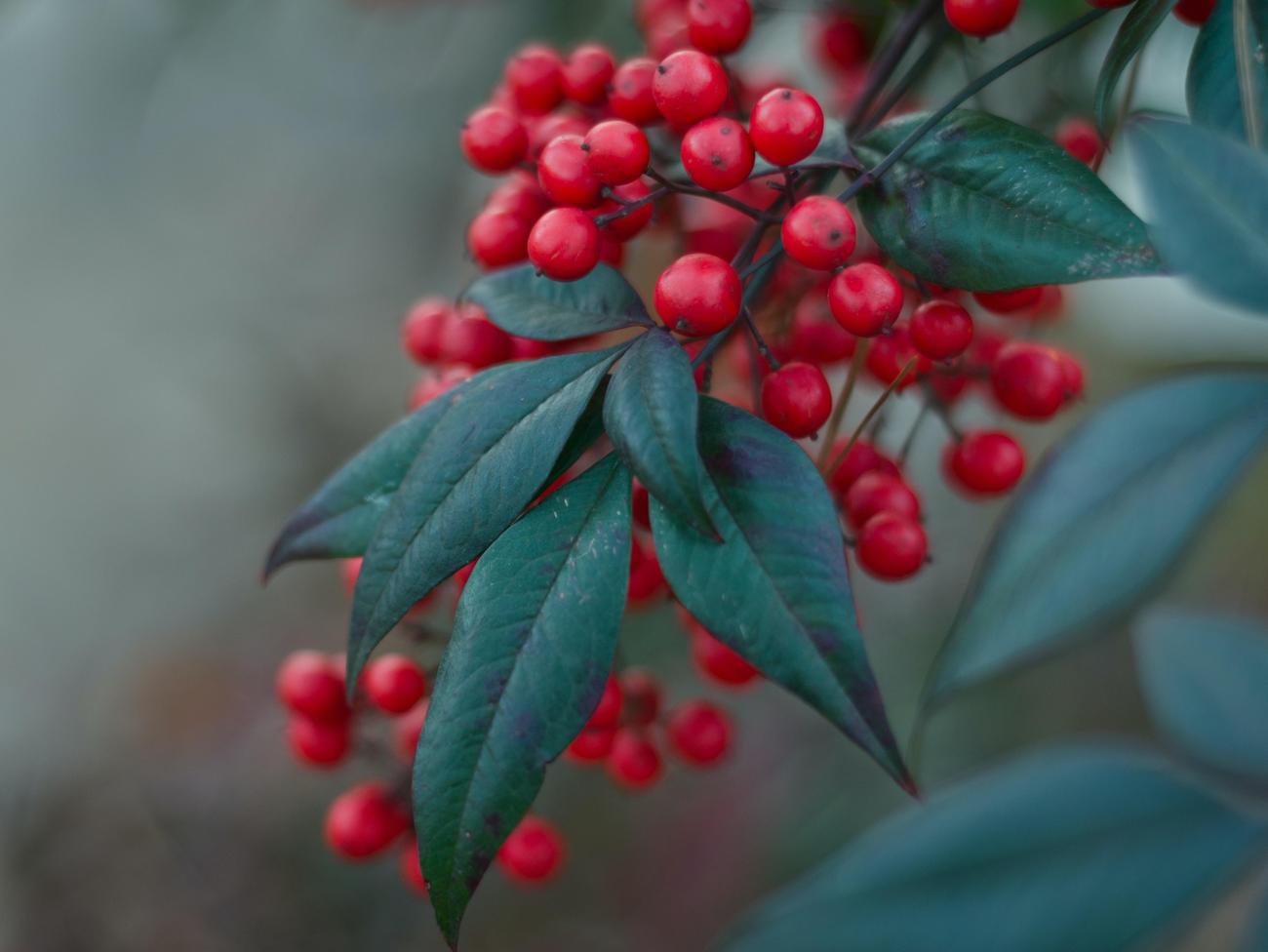 Christmas in Australia 2023 Dates and Customs Unveiled