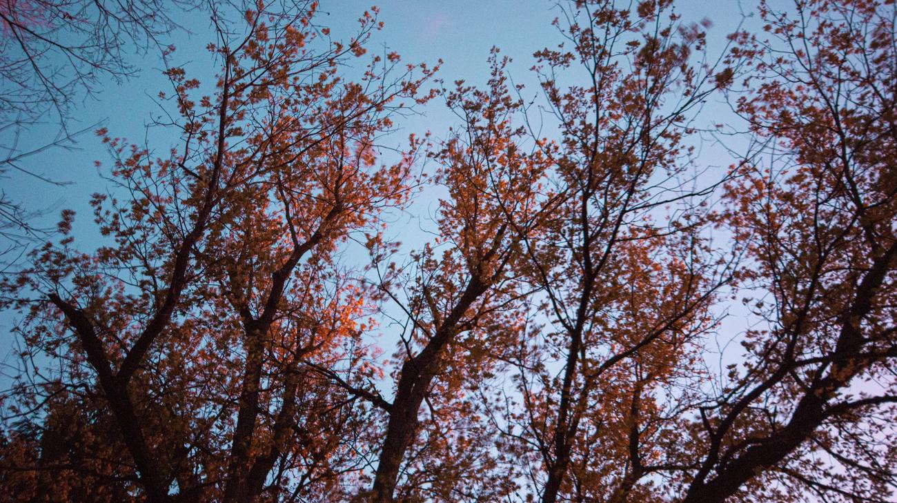 Which country is famous for maple tree 