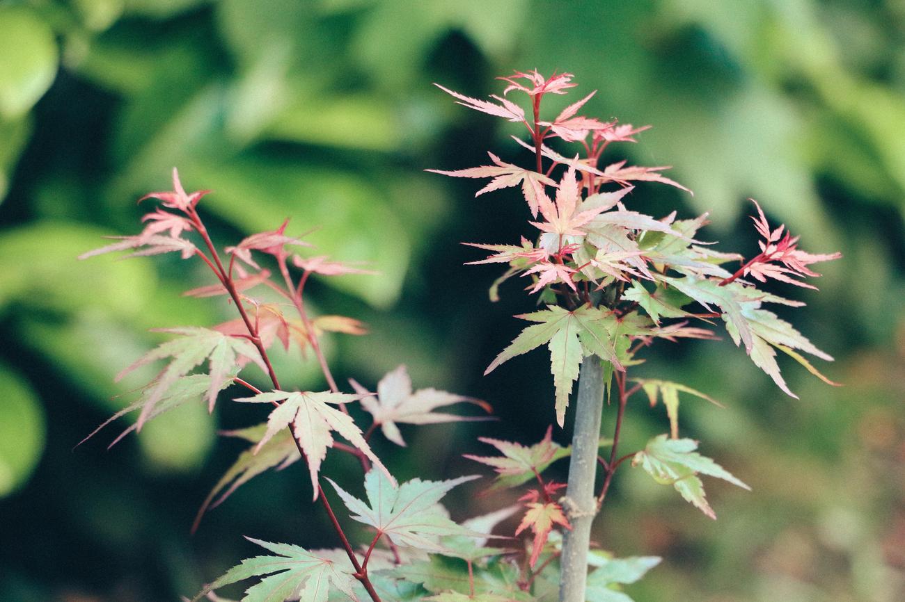 Which country is famous for maple tree