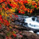 Which-country-is-famous-for-maple-tree-_featured