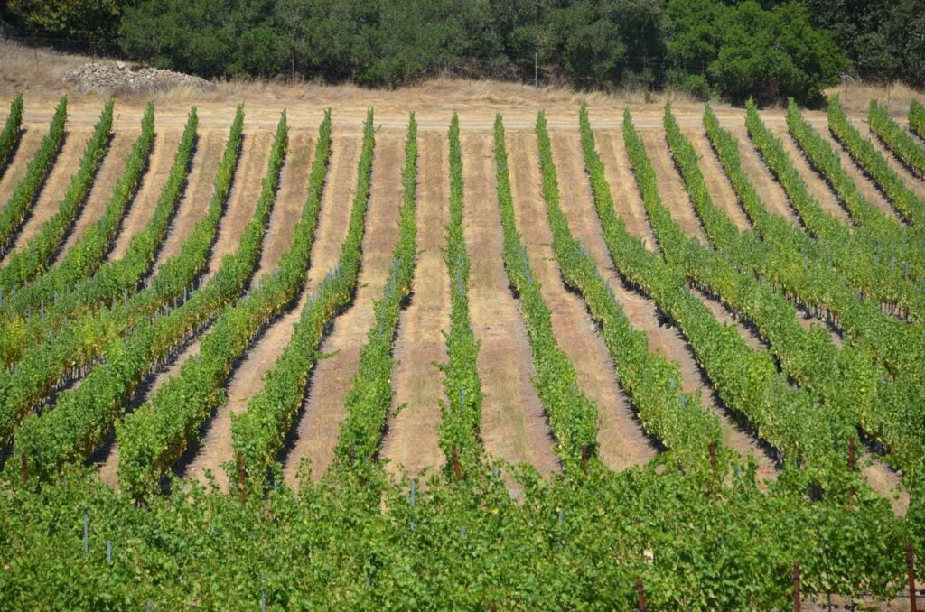 Unveiling the Father of Champagne: A Historical Exploration