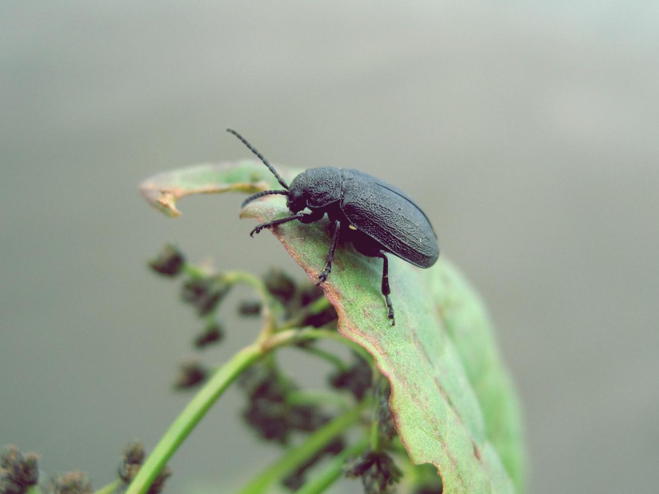 Why do cockroaches scream 