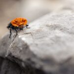 Why-do-cockroaches-scream-_featured