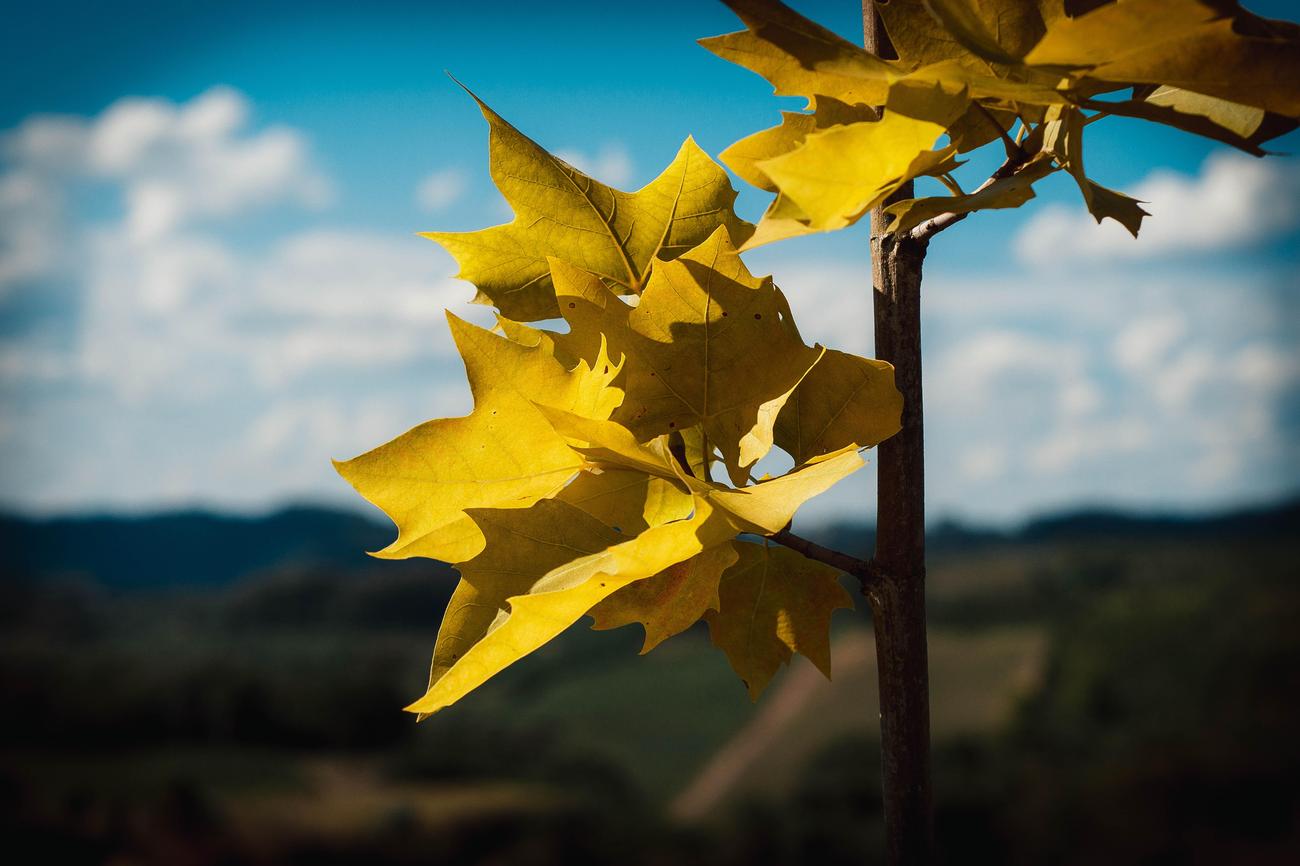 Why is a maple leaf a symbol of love 