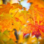 Why-is-a-maple-leaf-a-symbol-of-love-_featured