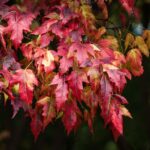 Why-is-maple-famous-_featured