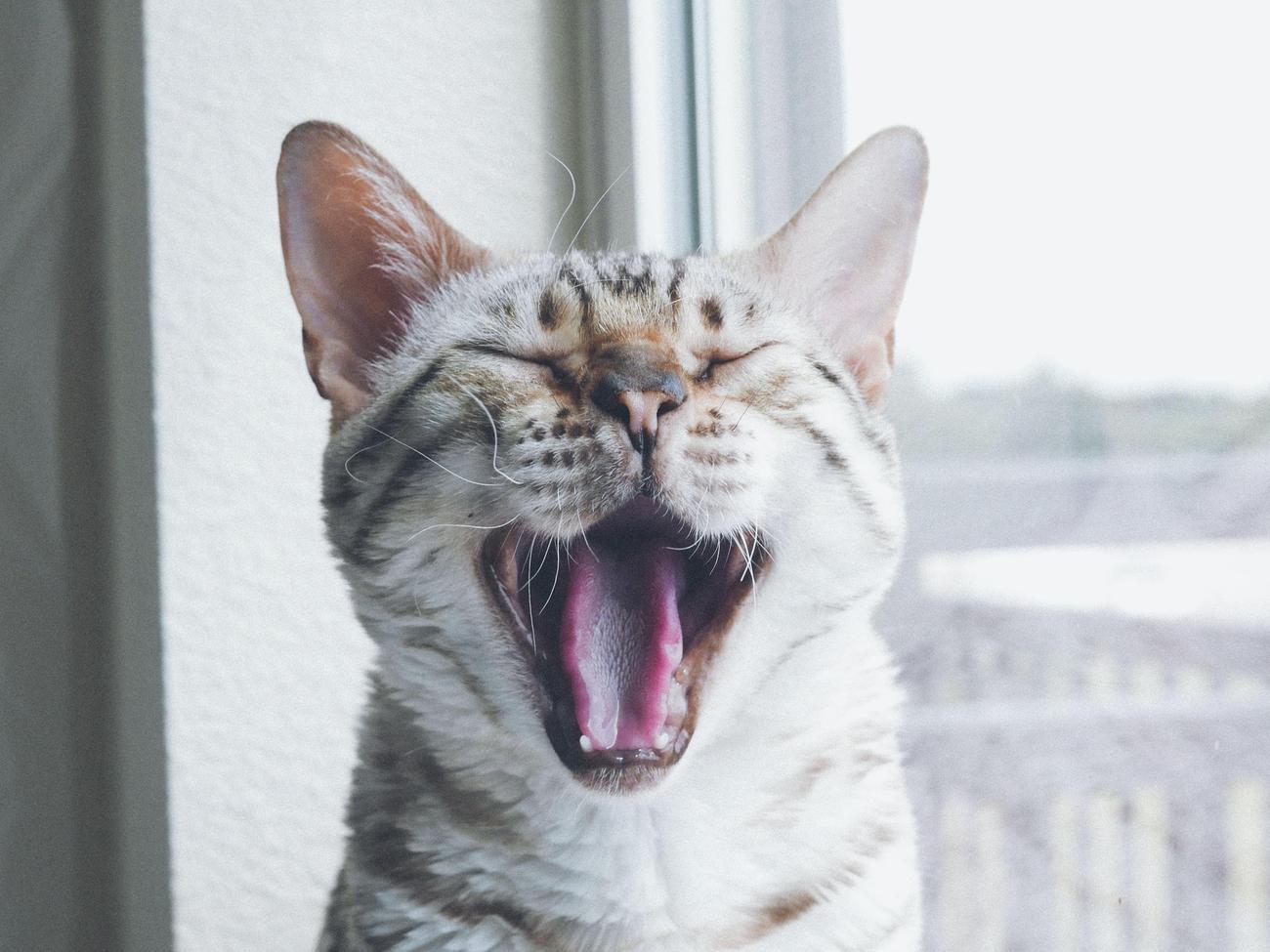 Why is the mouth important 