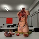 Why-is-the-mouth-important-_featured