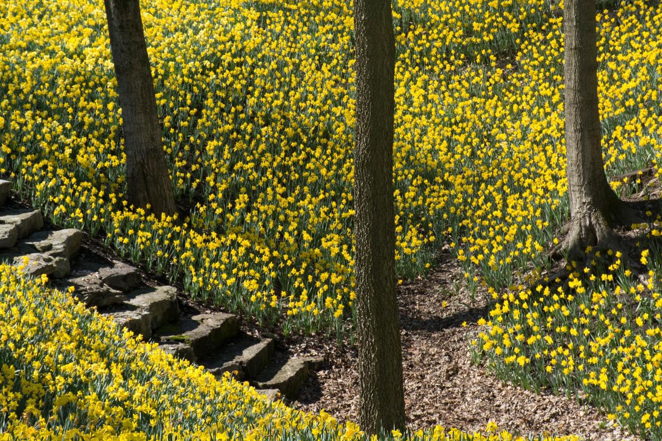 are daffodils poisonous to dogs