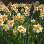 are-daffodils-poisonous-to-dogs_featured