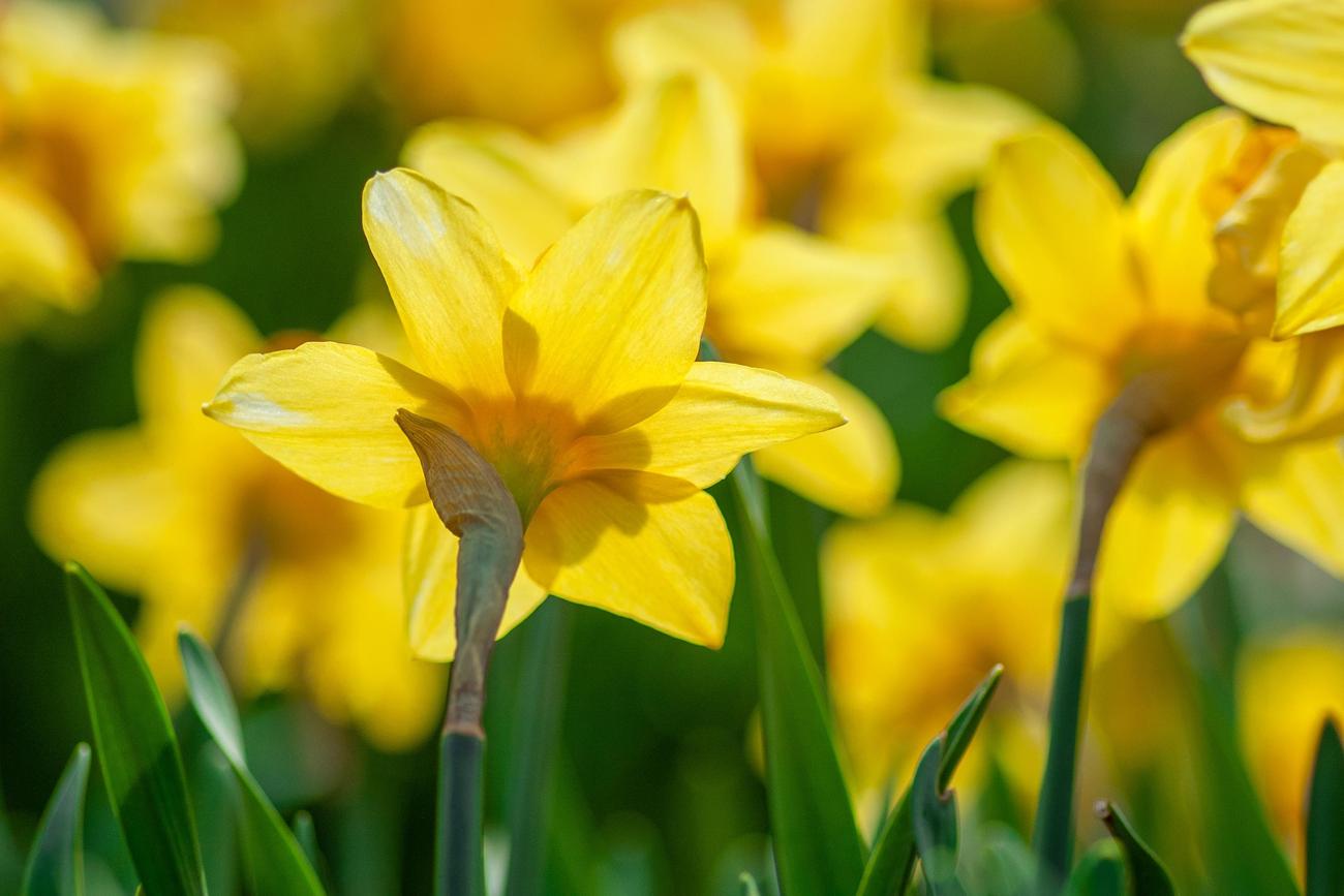 are daffodils poisonous