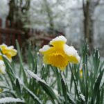 are-daffodils-poisonous_featured