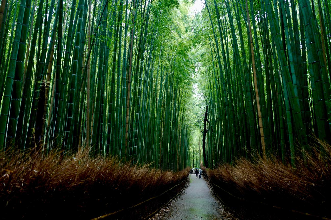 bamboo growth rate