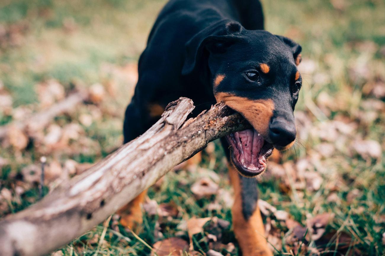 can dogs eat pecans