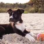 can-dogs-eat-pecans_featured