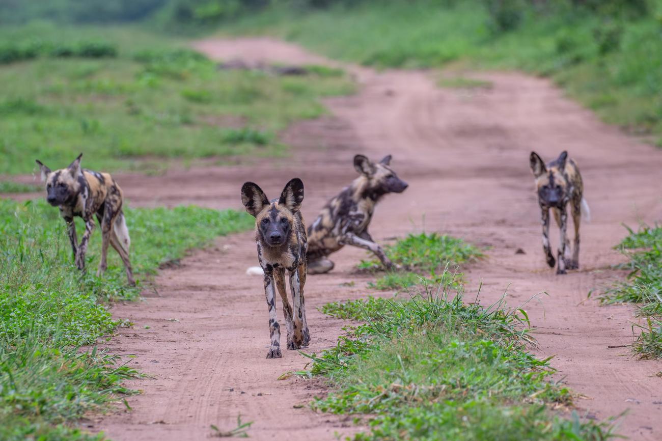captivating facts about Malawian culture