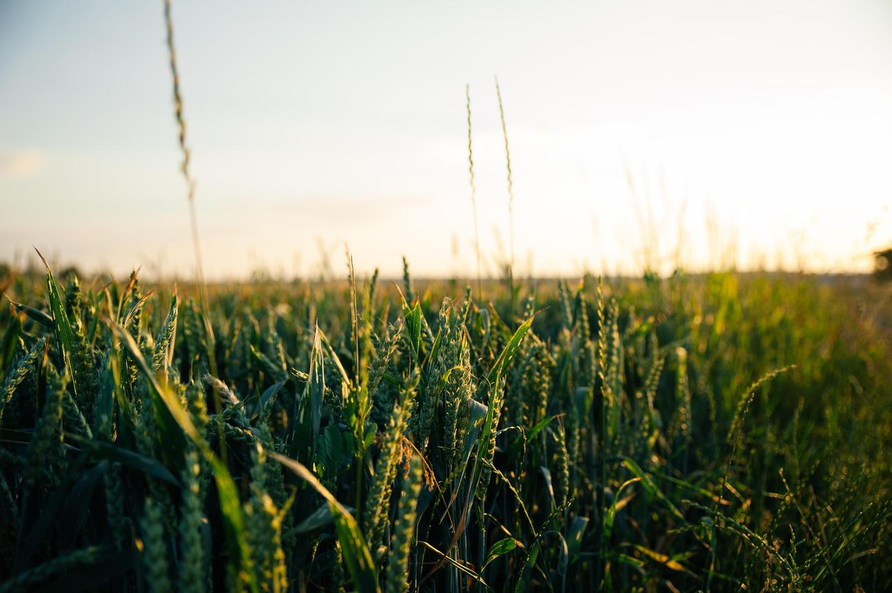 cotton grass facts