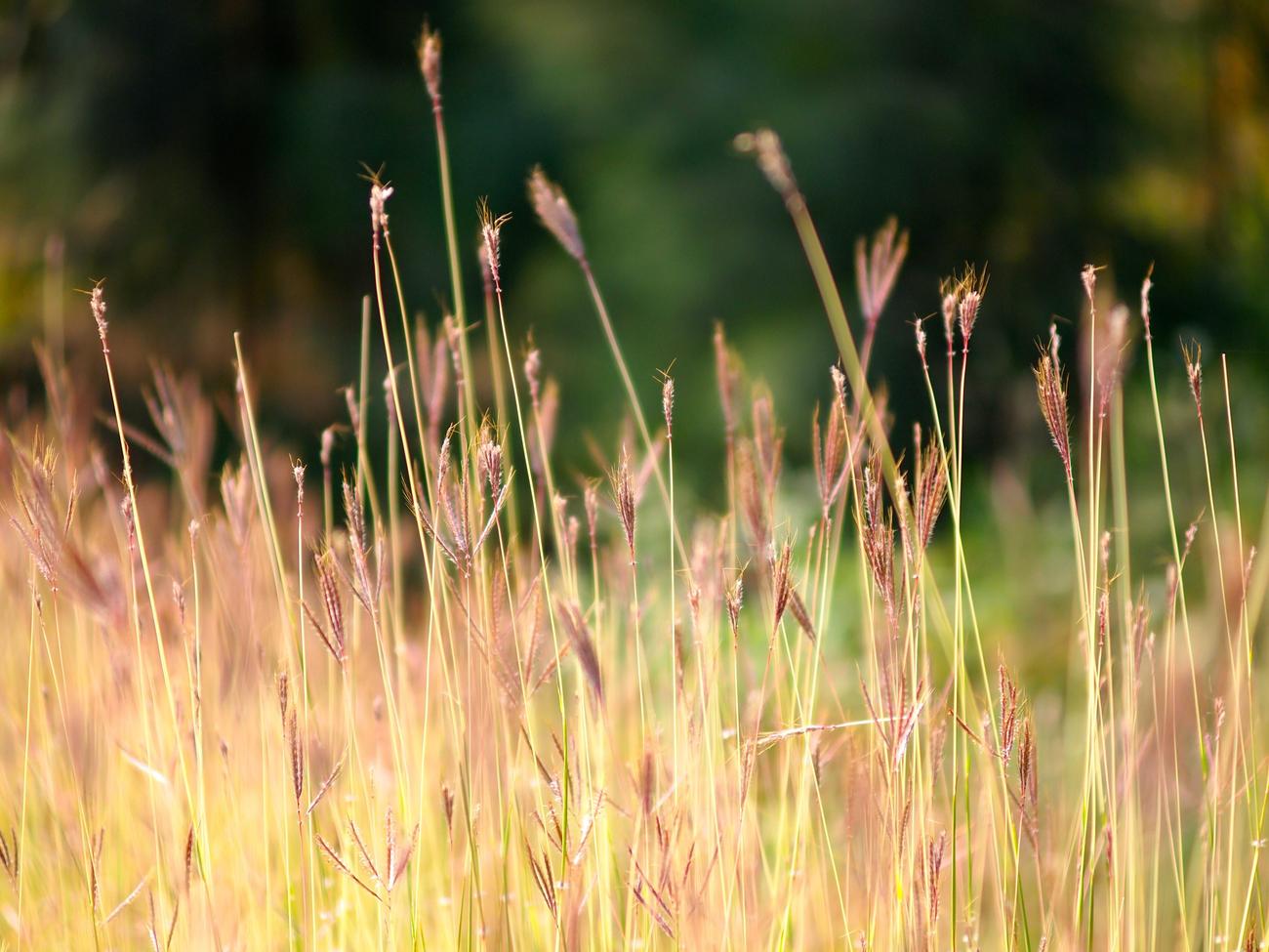 cotton grass information