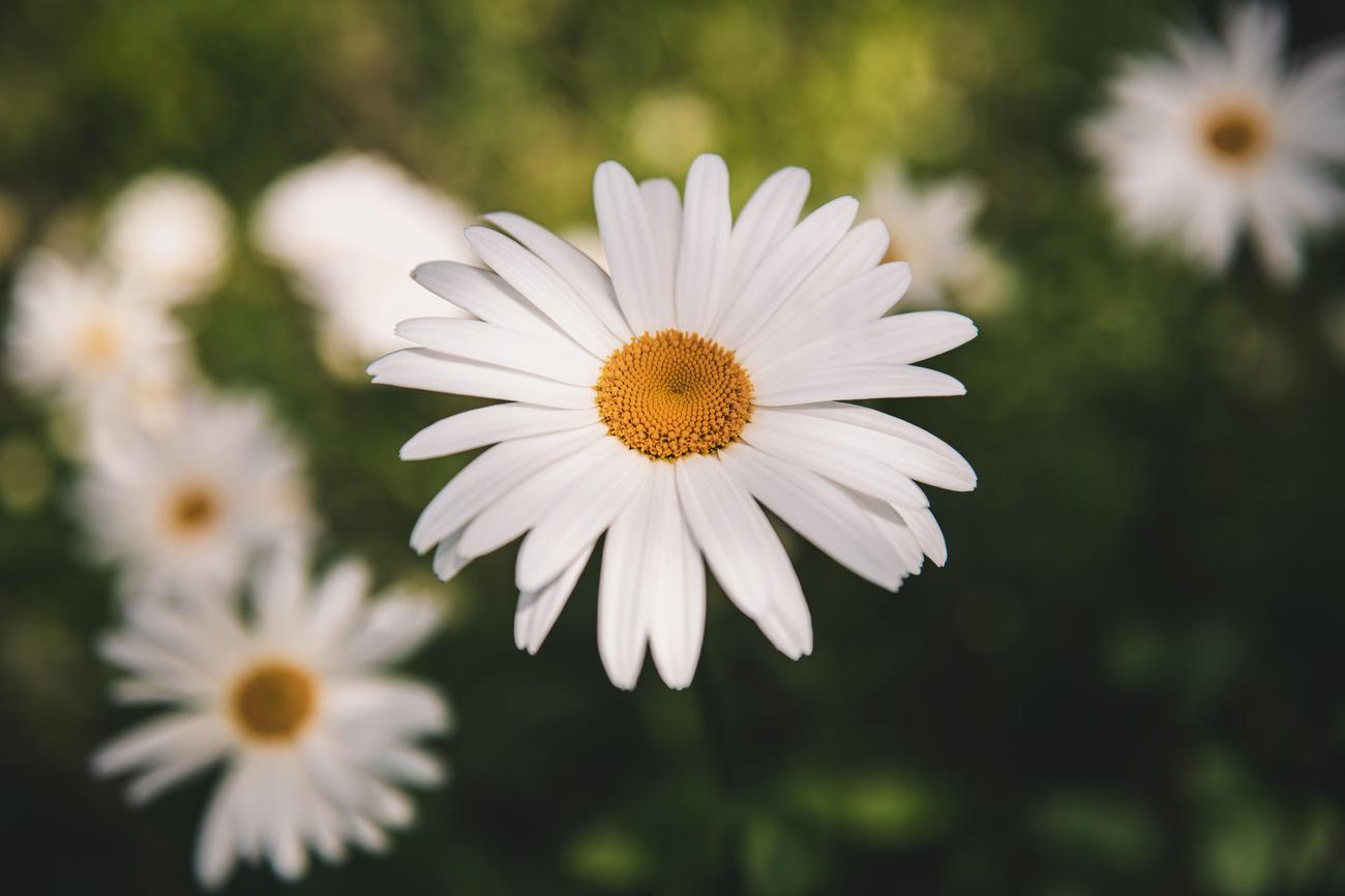 daisy flower