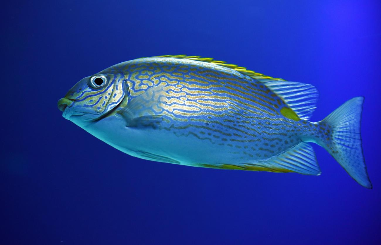 deadly fish in Lake of the Ozarks