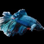 deadly-fish-in-Lake-of-the-Ozarks_featured